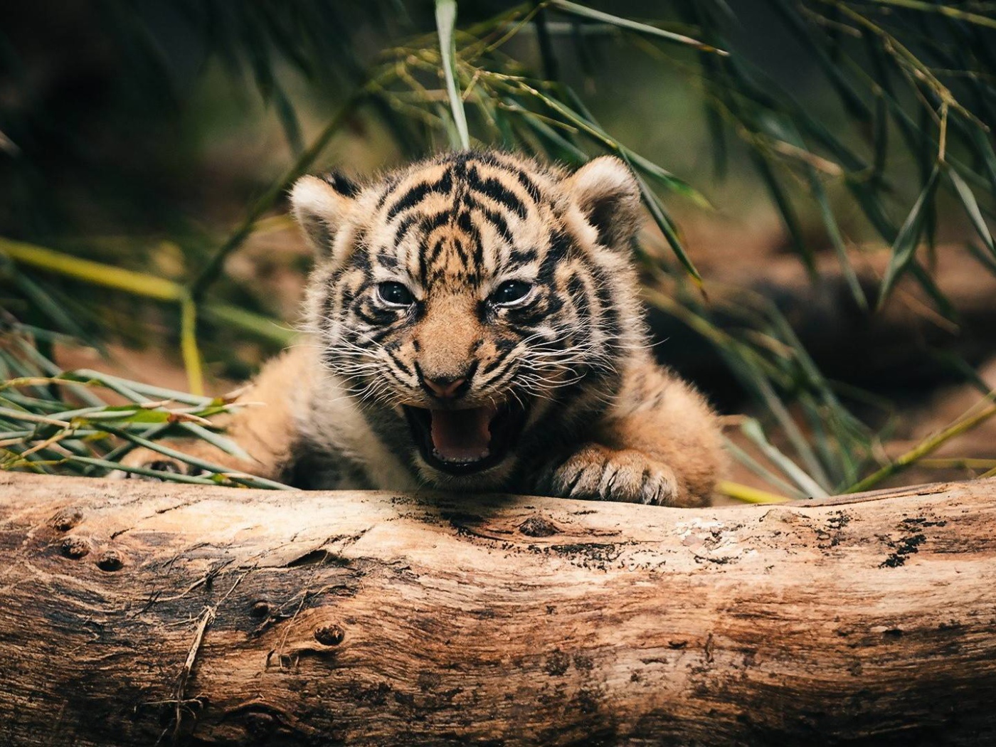 Тигренок прячется за деревом