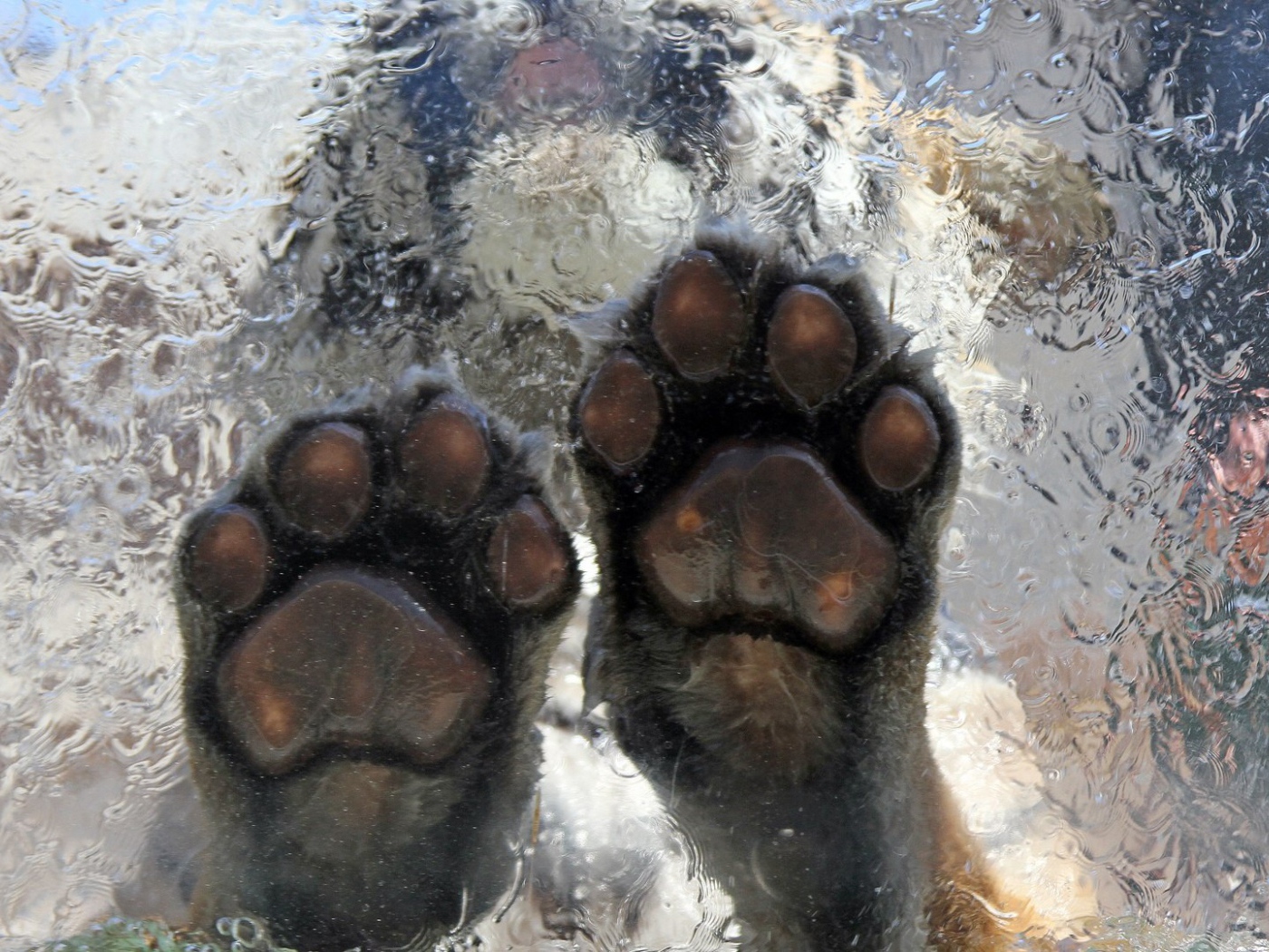 Тигр на льду