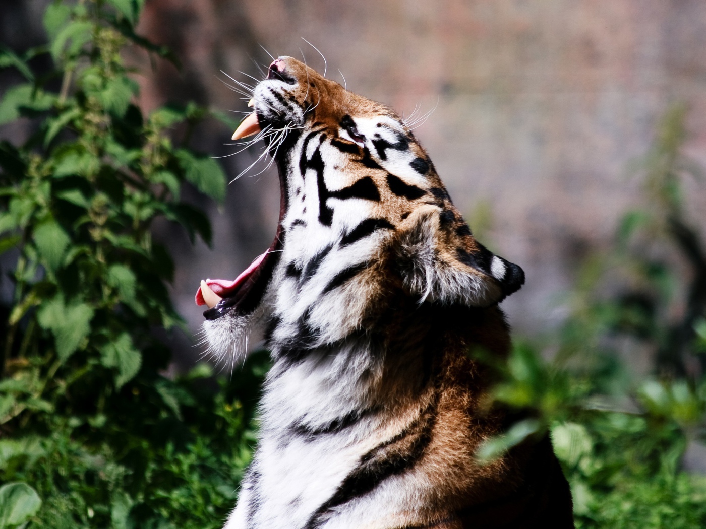 Тигр широко разинул пасть