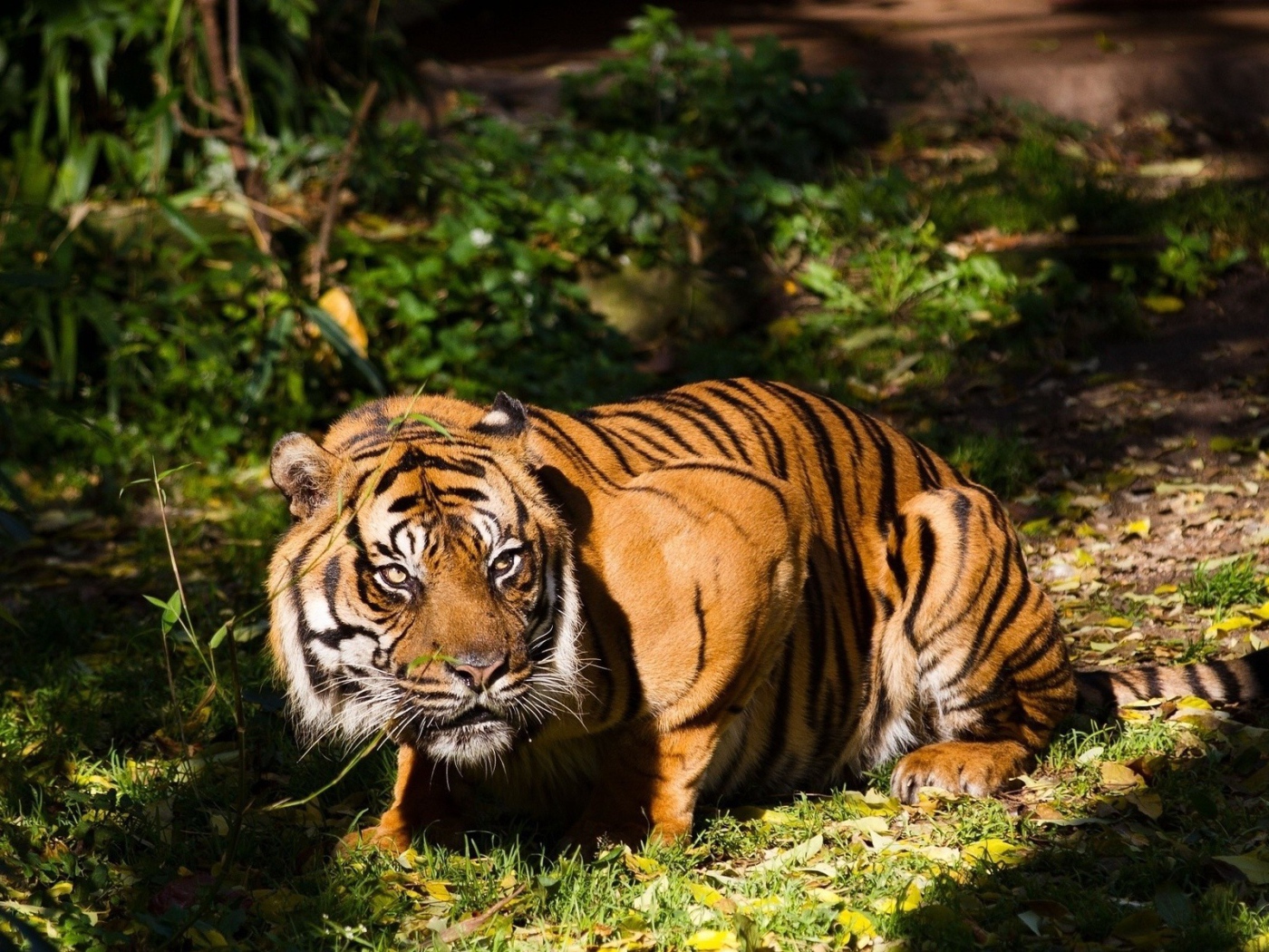 Тигр присел на лапы в траве