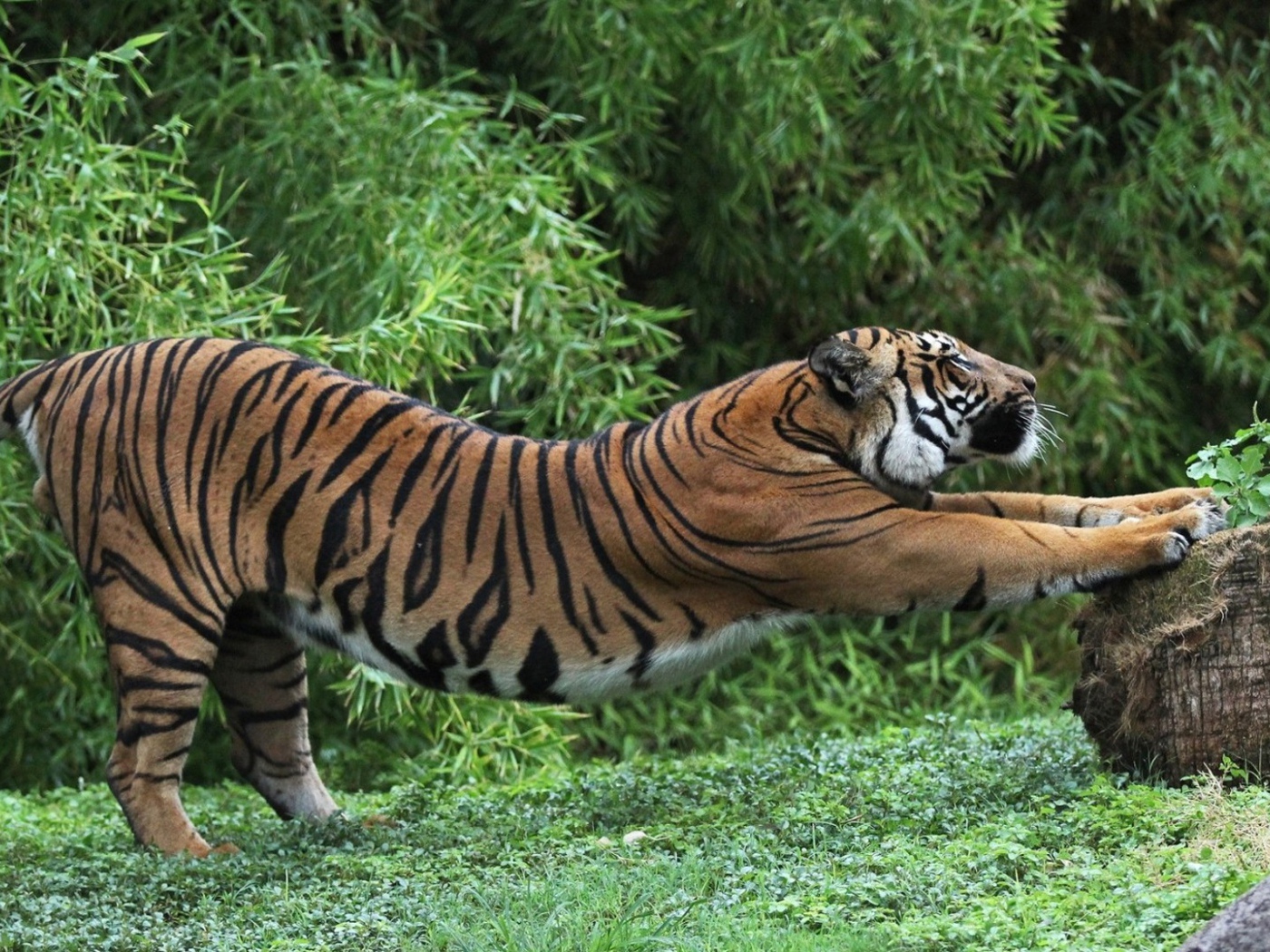 фото тигра. тайгер тигр. организмы тигра. амурский тигр фото. организмы тигра.