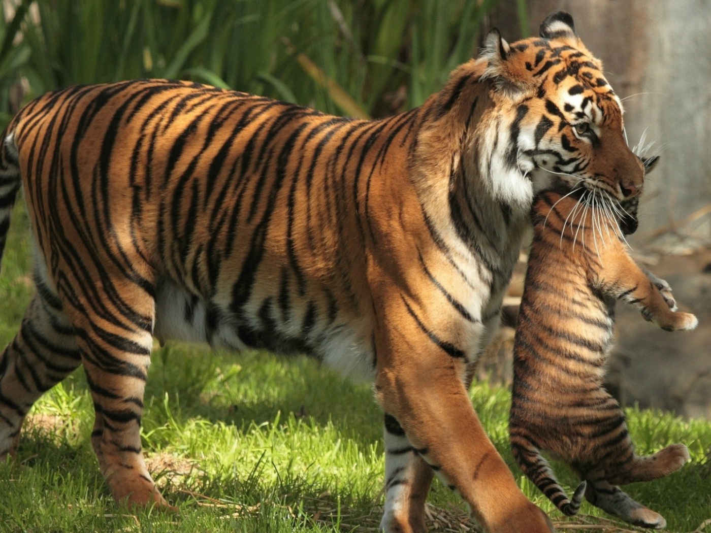 Тигрица держит в зубах тигренка