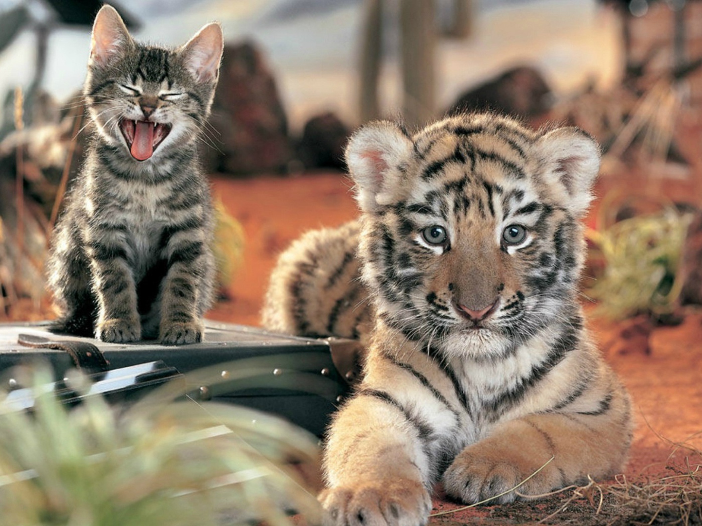 Два дальних родственника