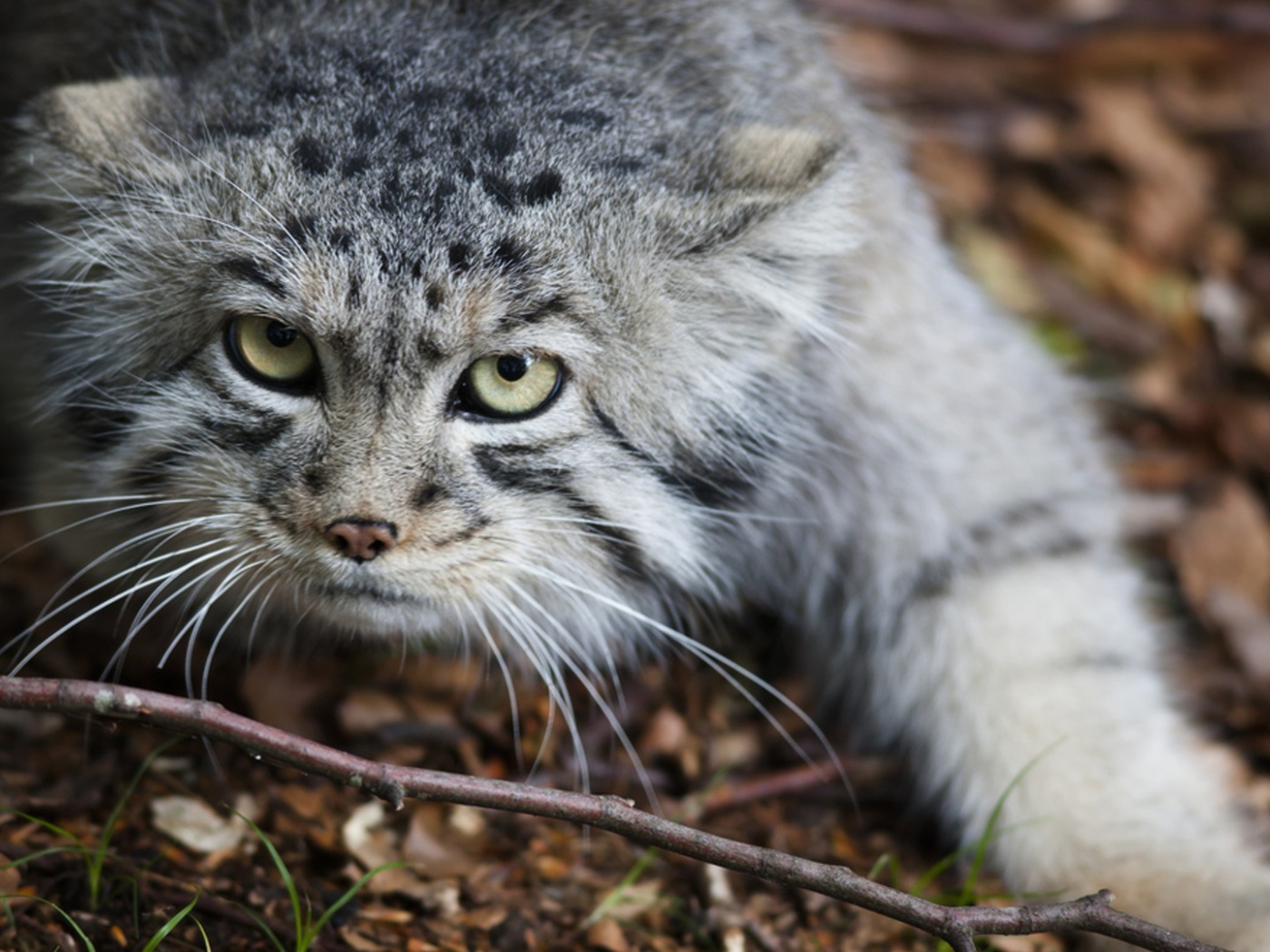 Дикий кот крадется по земле