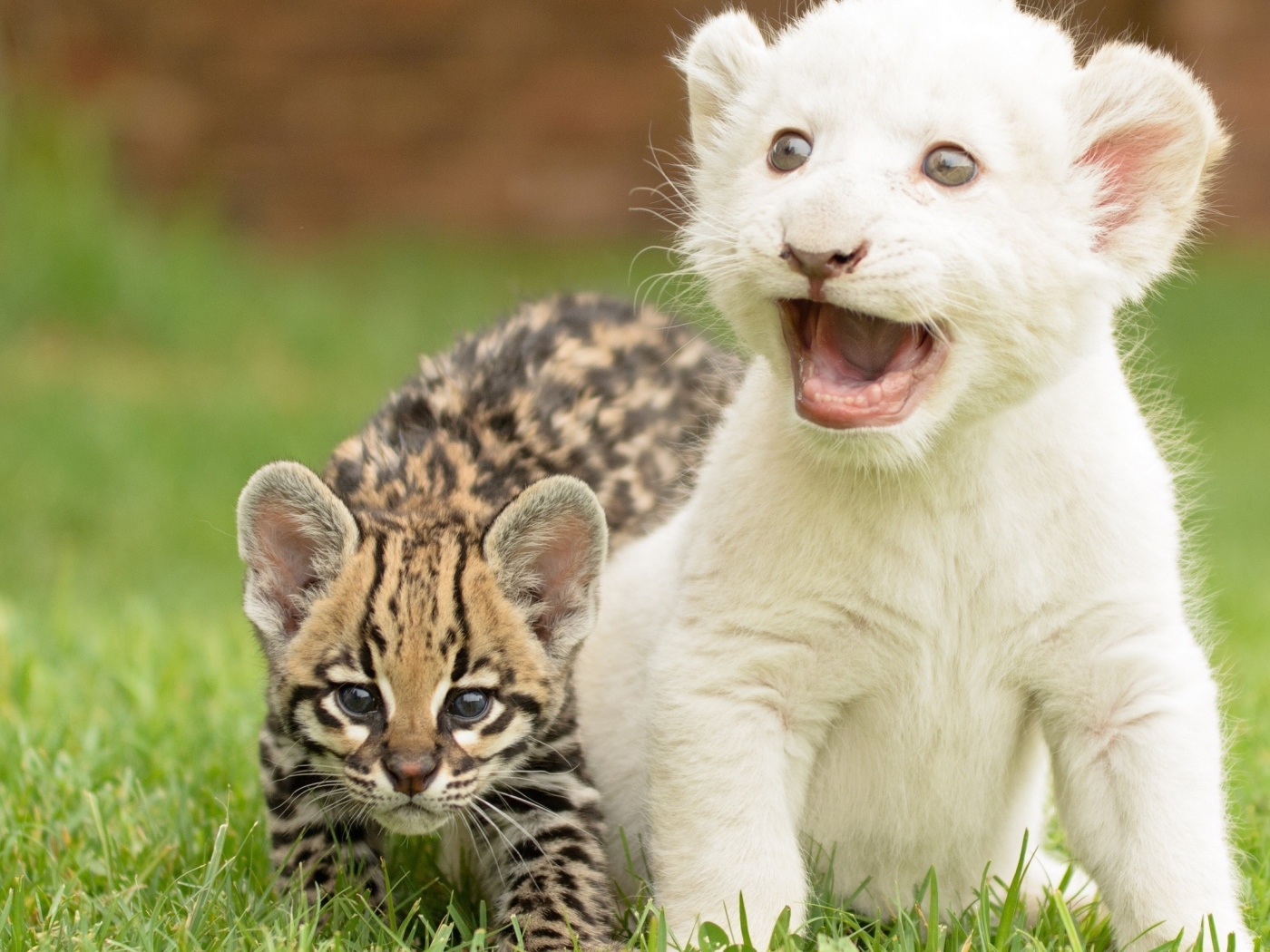 Детеныши оцелота и белого тигра