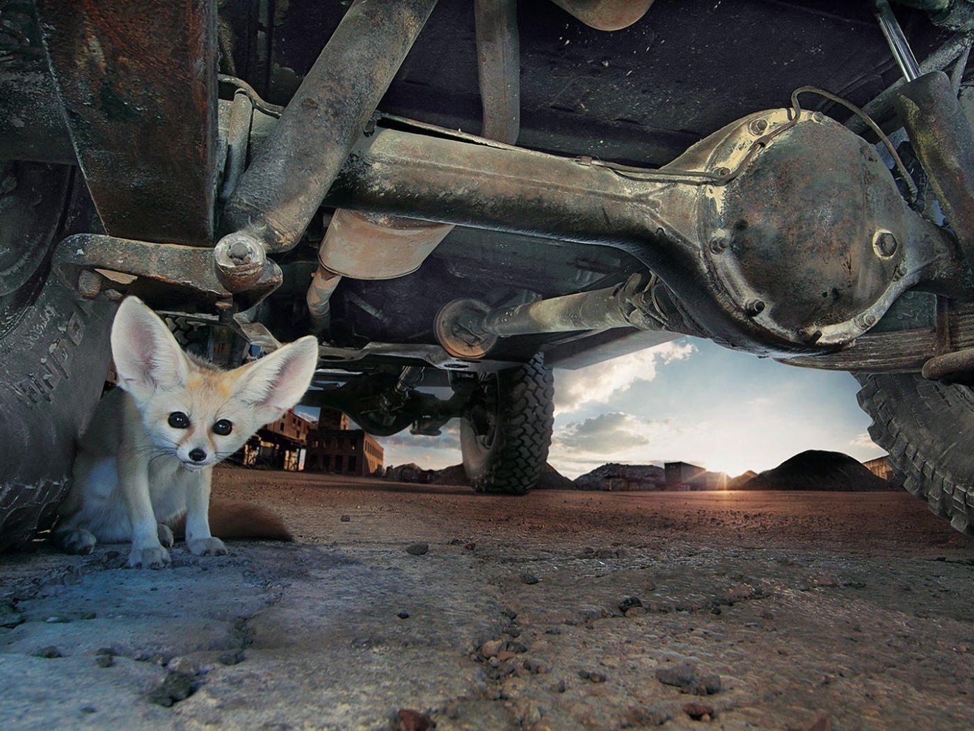 Фенек под автомобилем