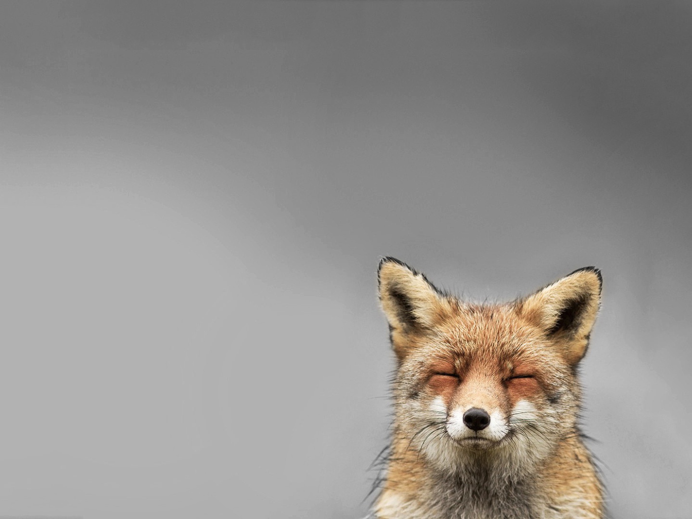 Голова лисы, серый фон