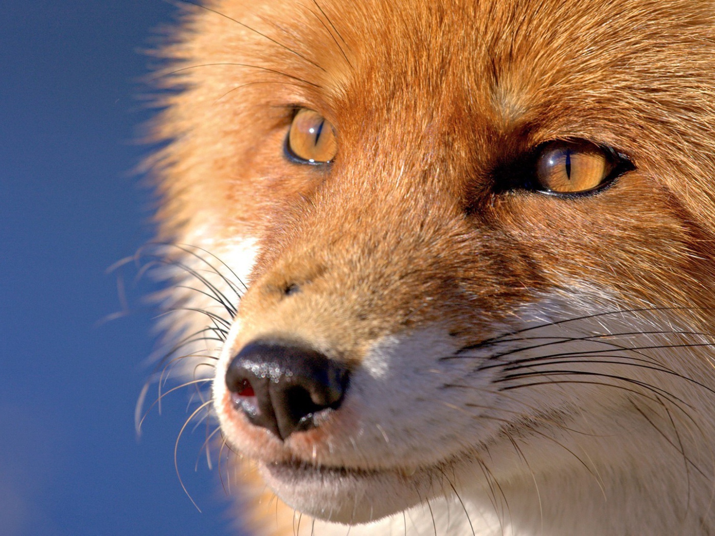 Мордочка лисы, голубой фон