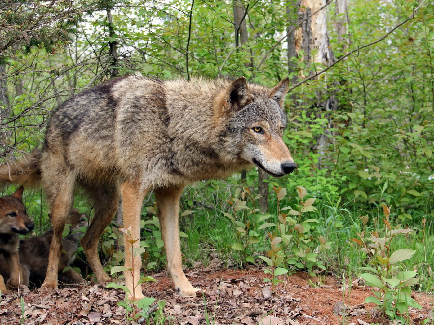 Волчица охраняет своих детей
