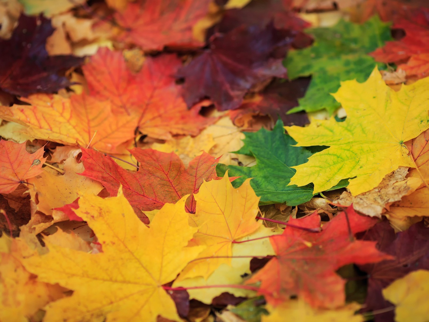 Опавшая листва с деревьев, фон