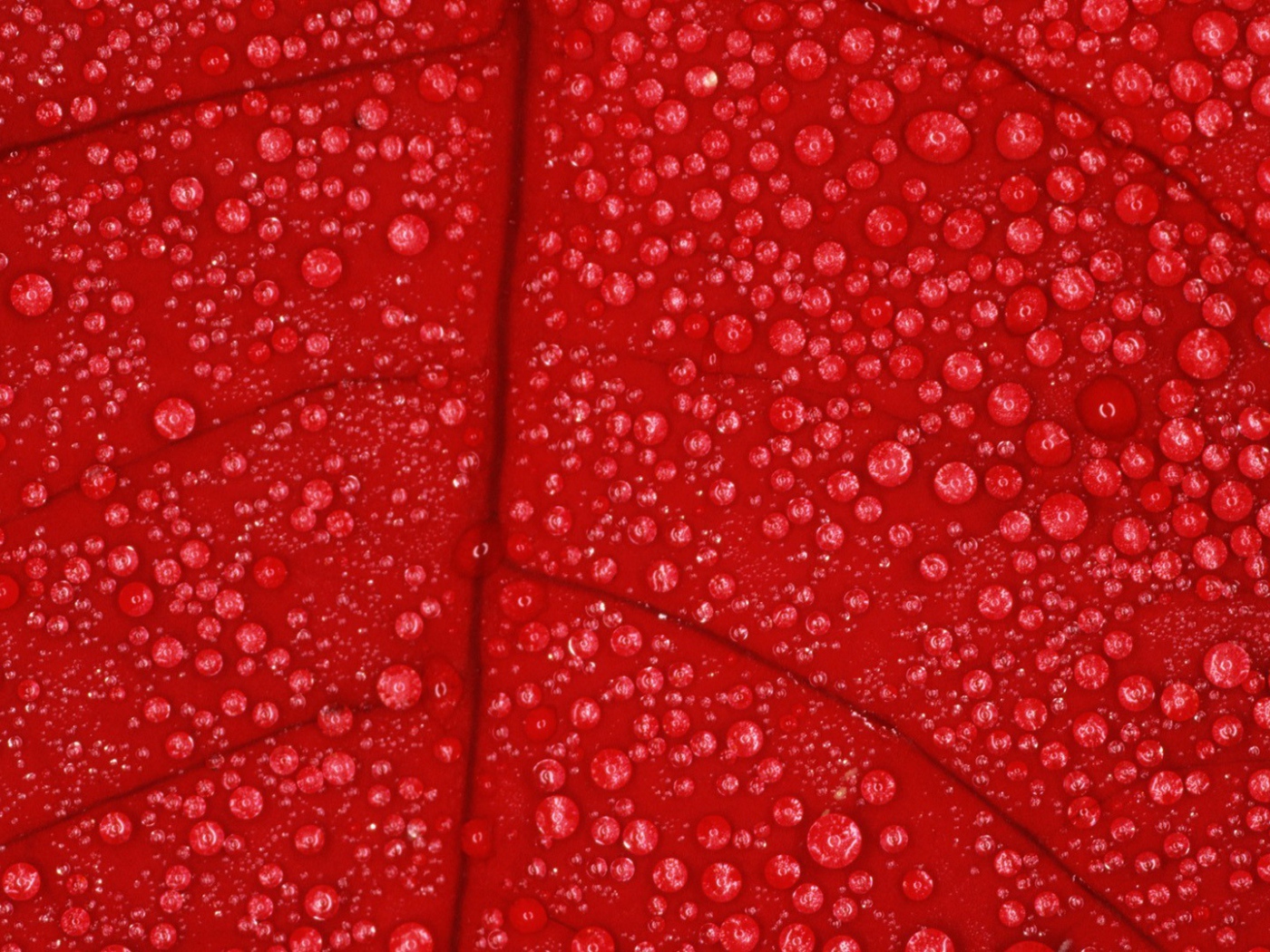 Влага на красном листе, фон