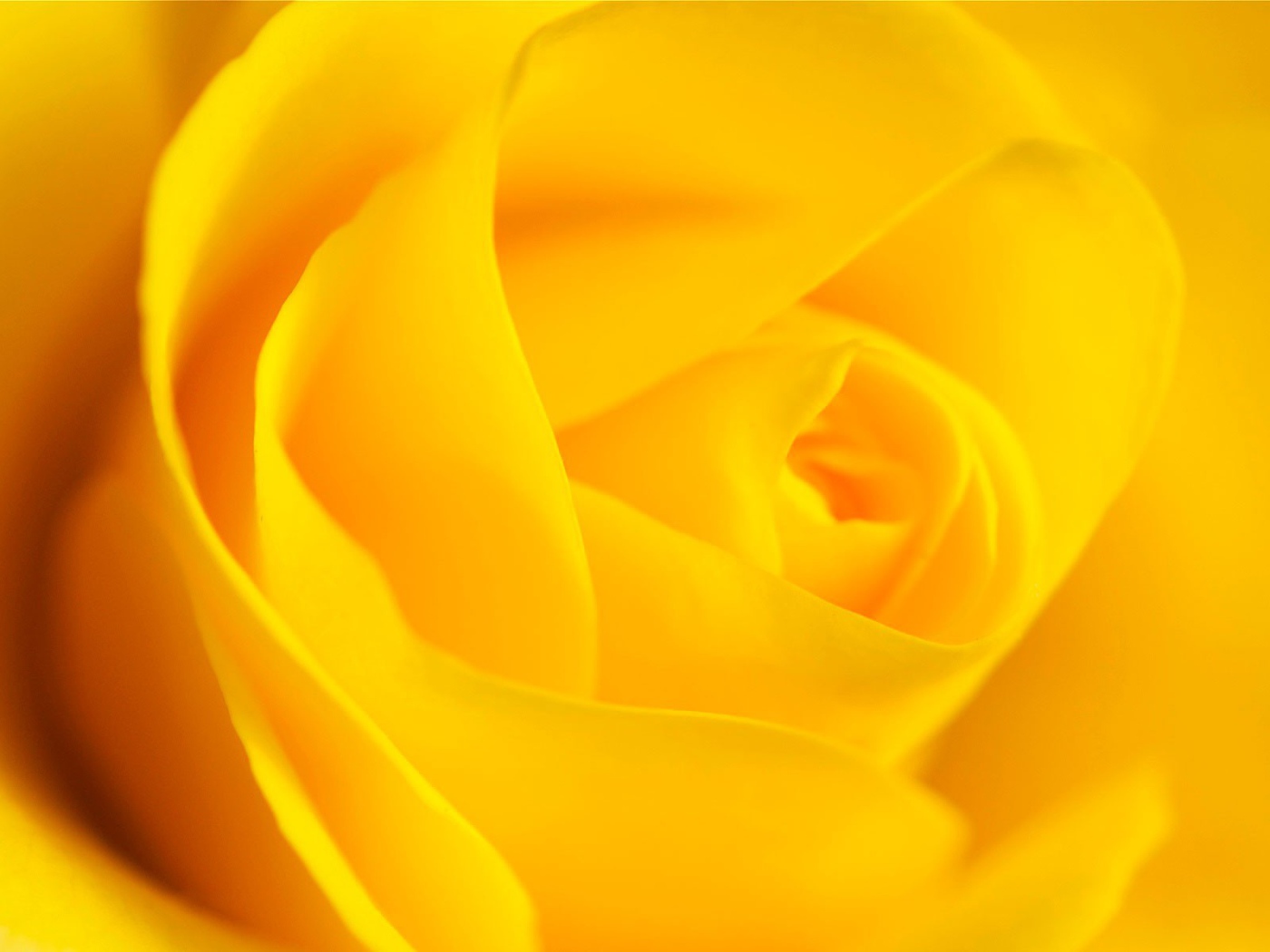 Цветок розы, желтый фон