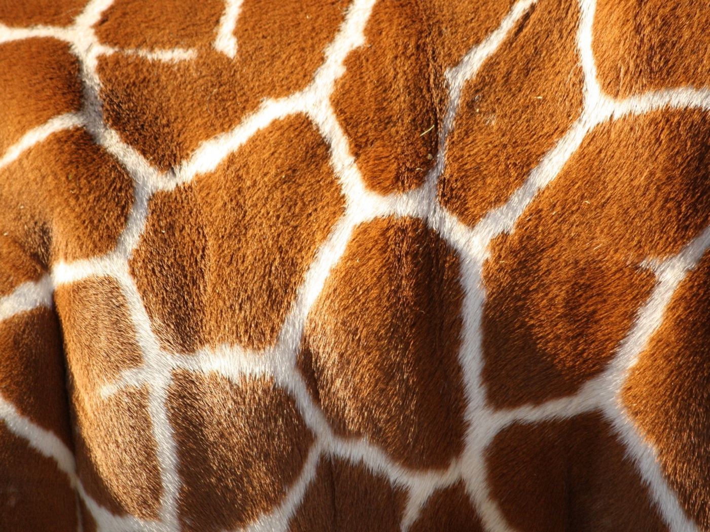 Шкура жирафа, текстура