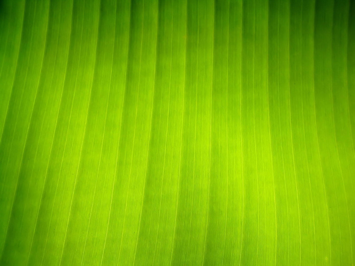 Текстура листка