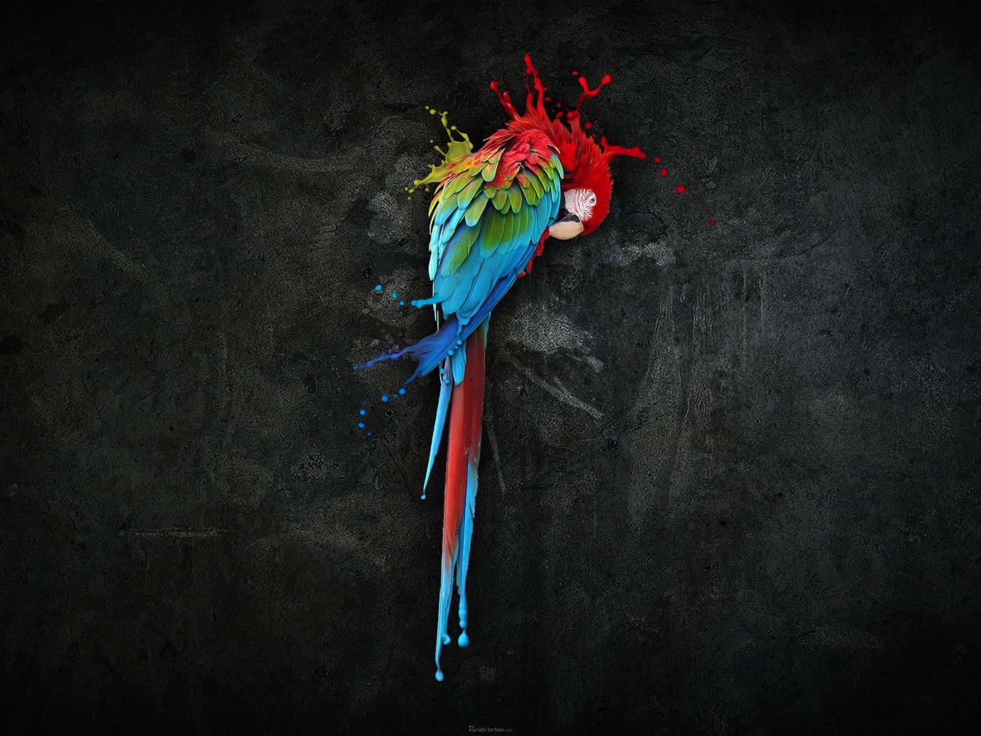 Попугай, черный фон