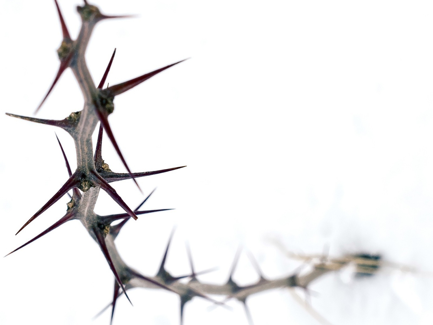 Колючка на белом фоне