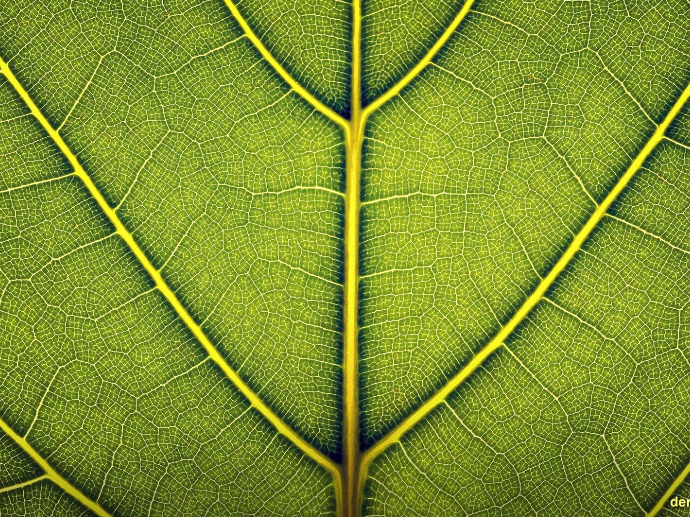 Жилки зеленого листа, фон