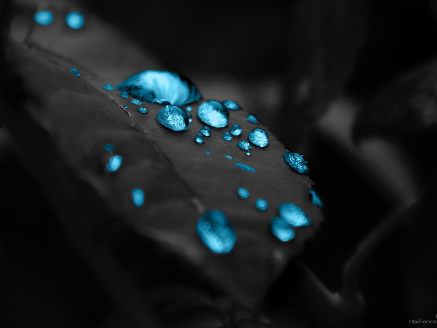 Голубые капли на черном листе