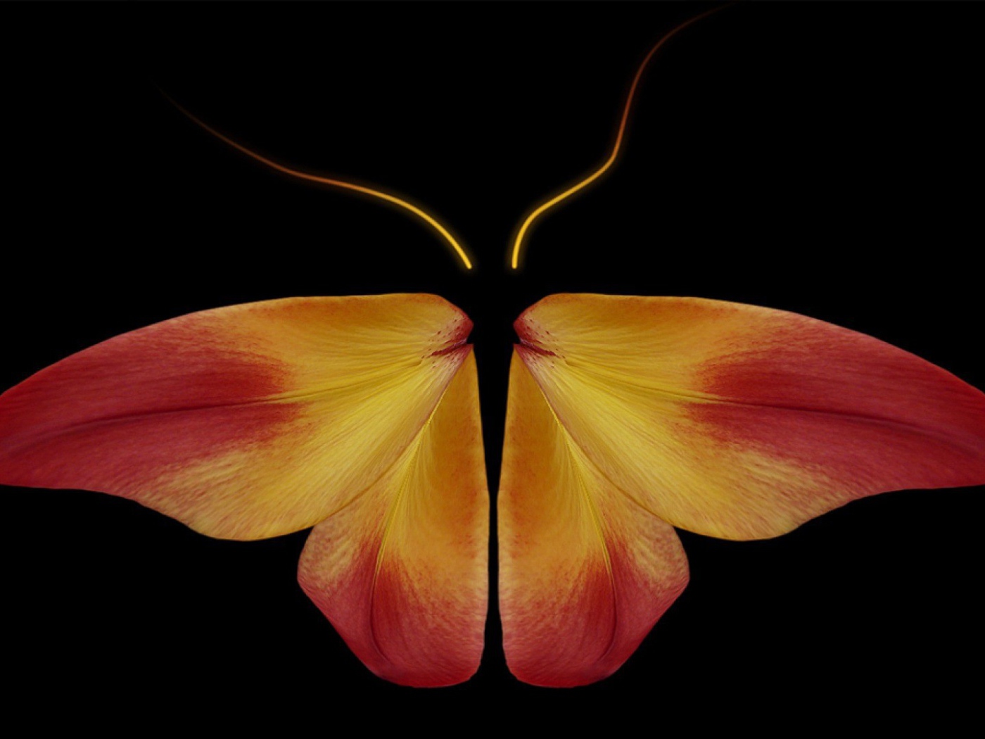 Бабочка из цветочных лепестков