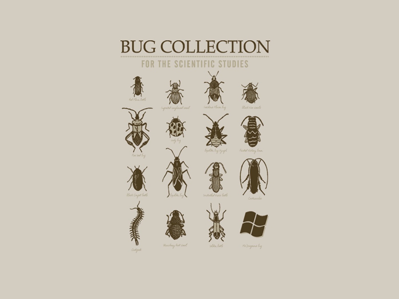 Коллекция неизвестных жуков