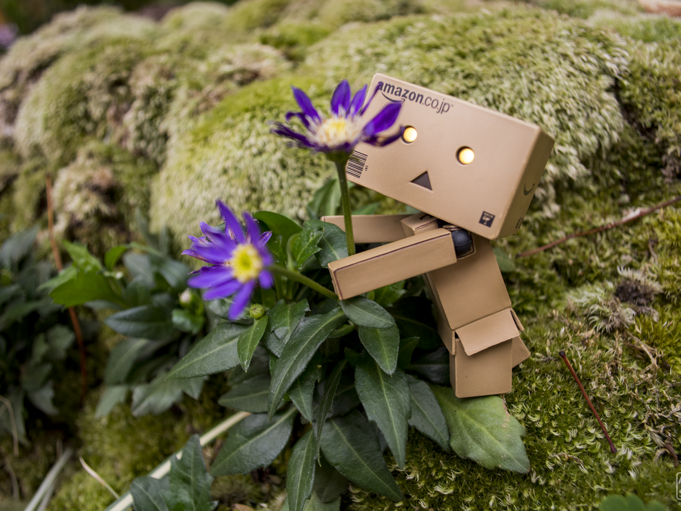 Дандо обнимает цветок