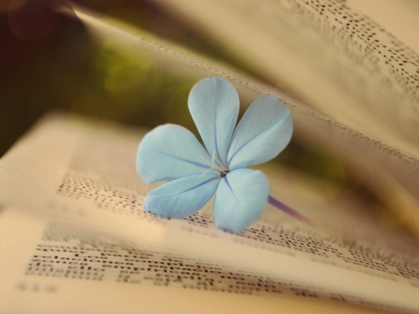 Нежный цветок среди страниц книги
