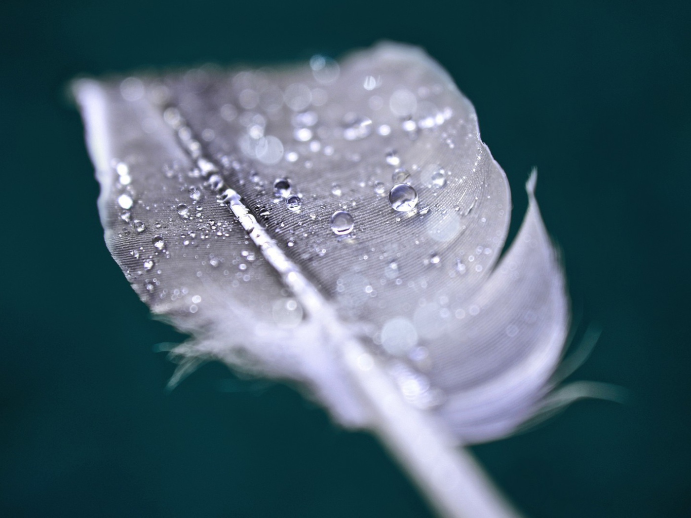 Капли воды на пере
