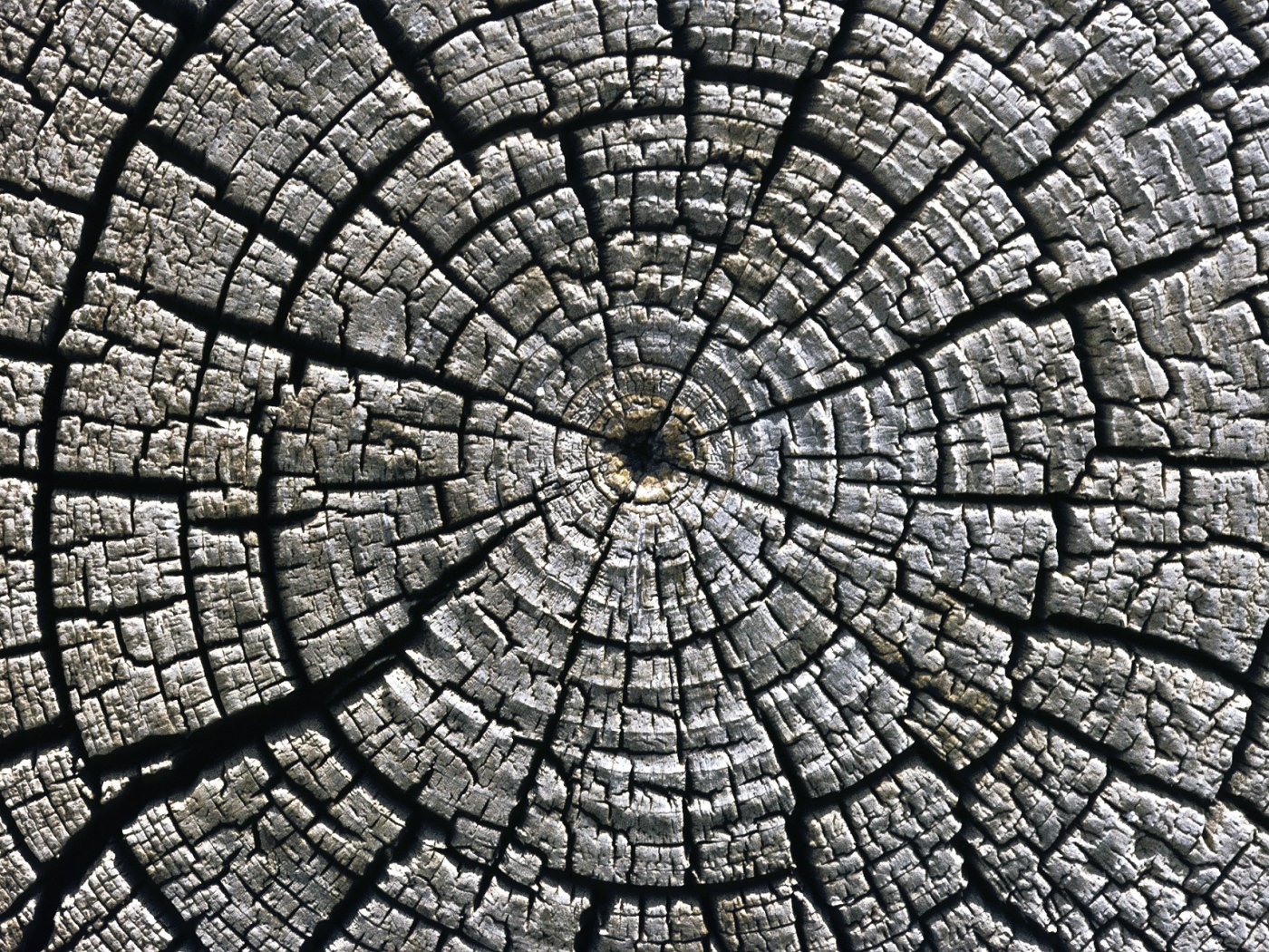 Старый спил дерева