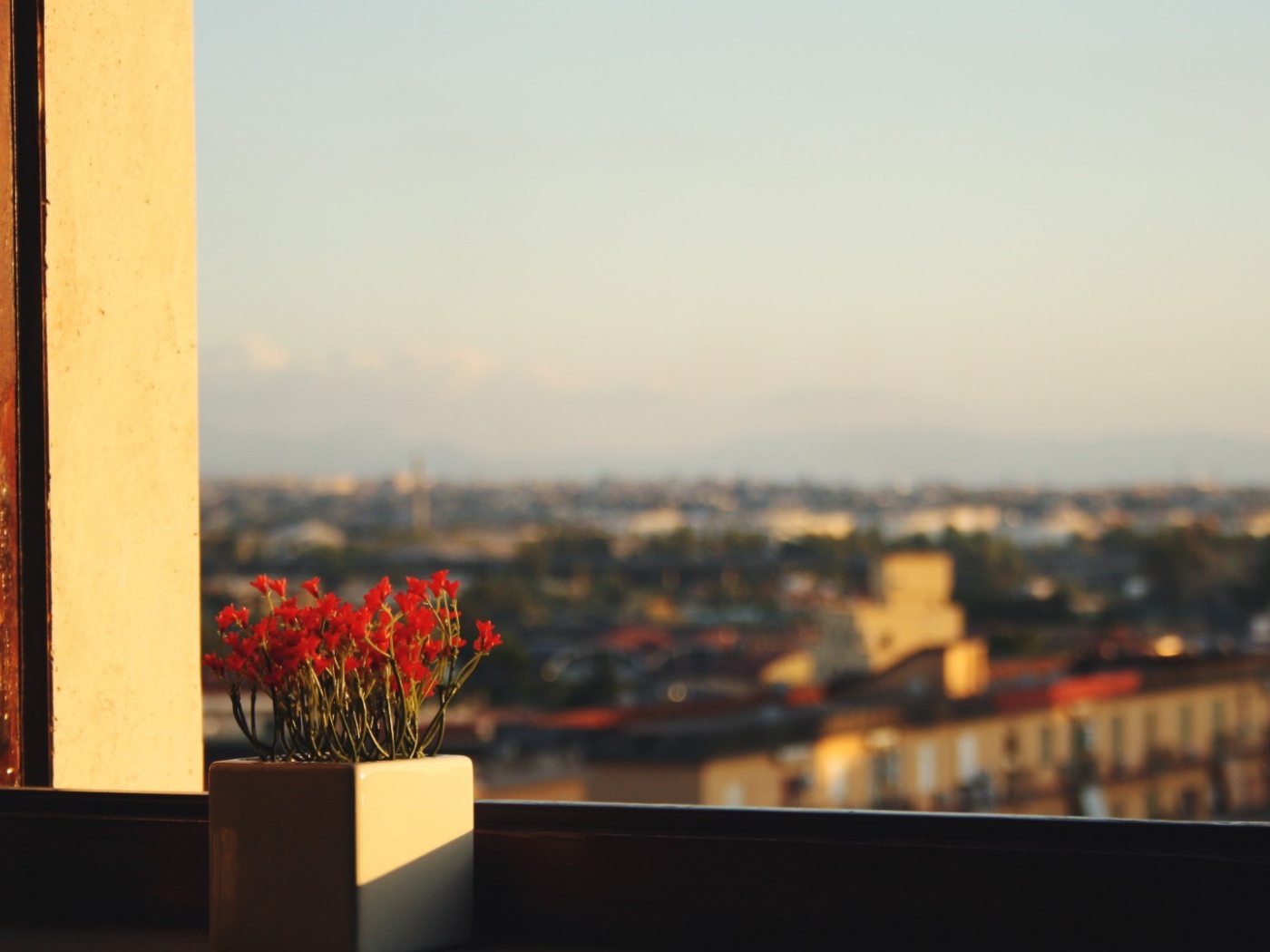 Горшок с красными цветами на подоконнике