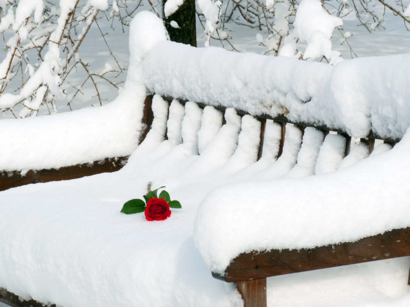 Роза на заснеженной скамье