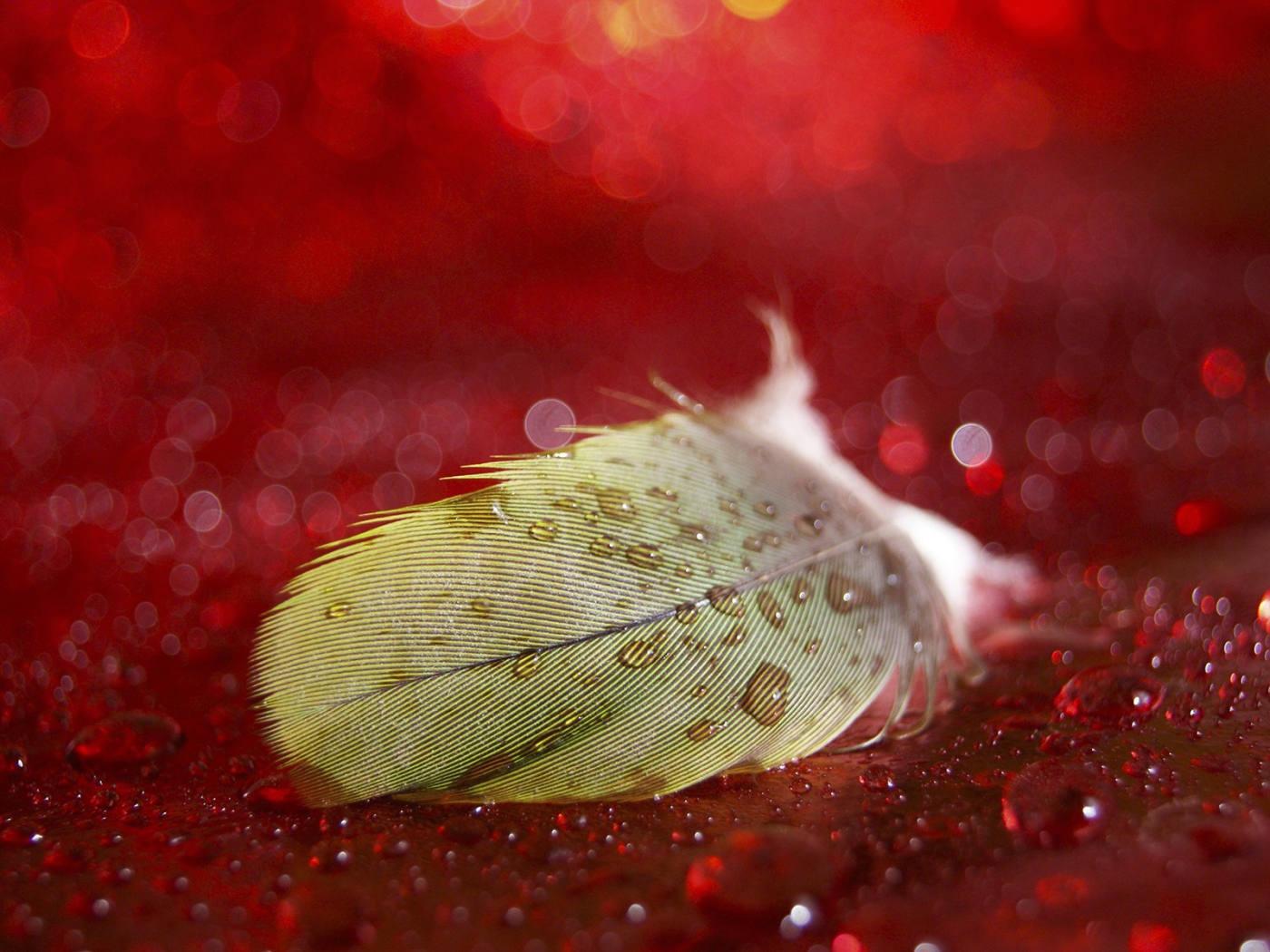 Мокрое перо на красной поверхности