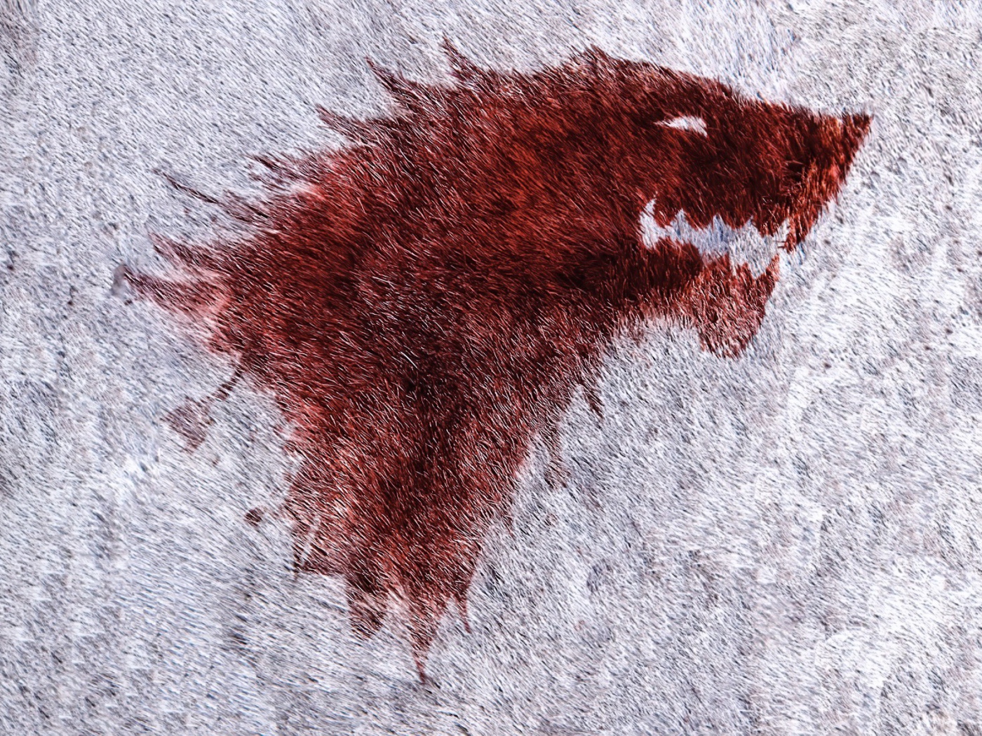 Изображение красного волка