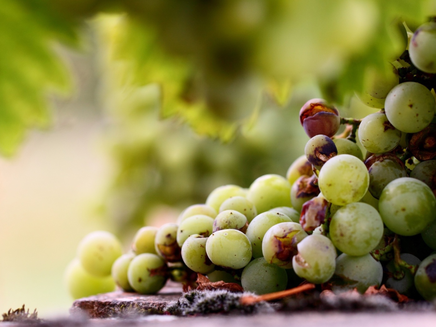 Кисть подпорченного винограда