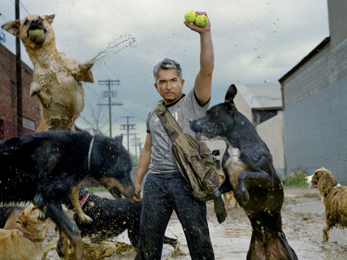 Фильм Переводчик с собачьего