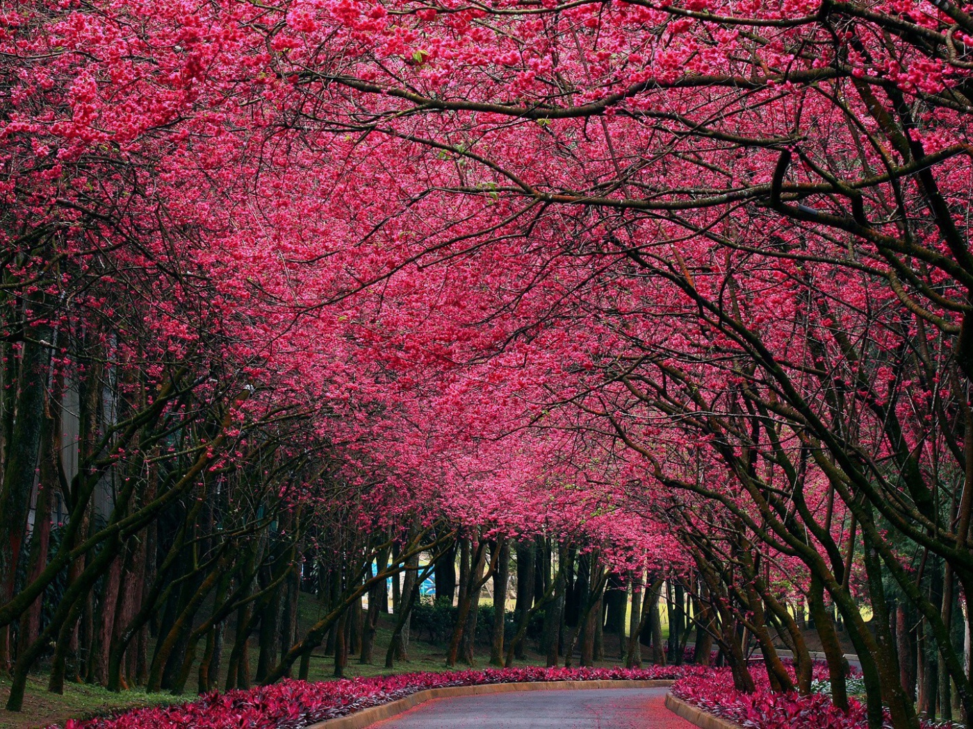 Аллея под розовыми цветами