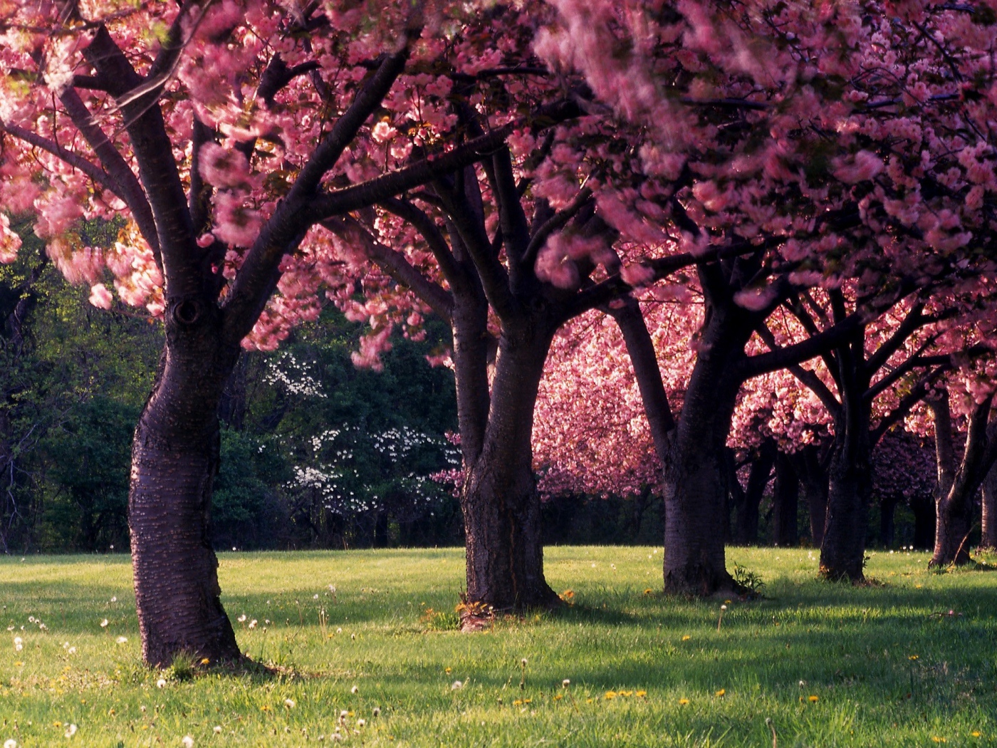 Красивое фото цветущих деревьев весной