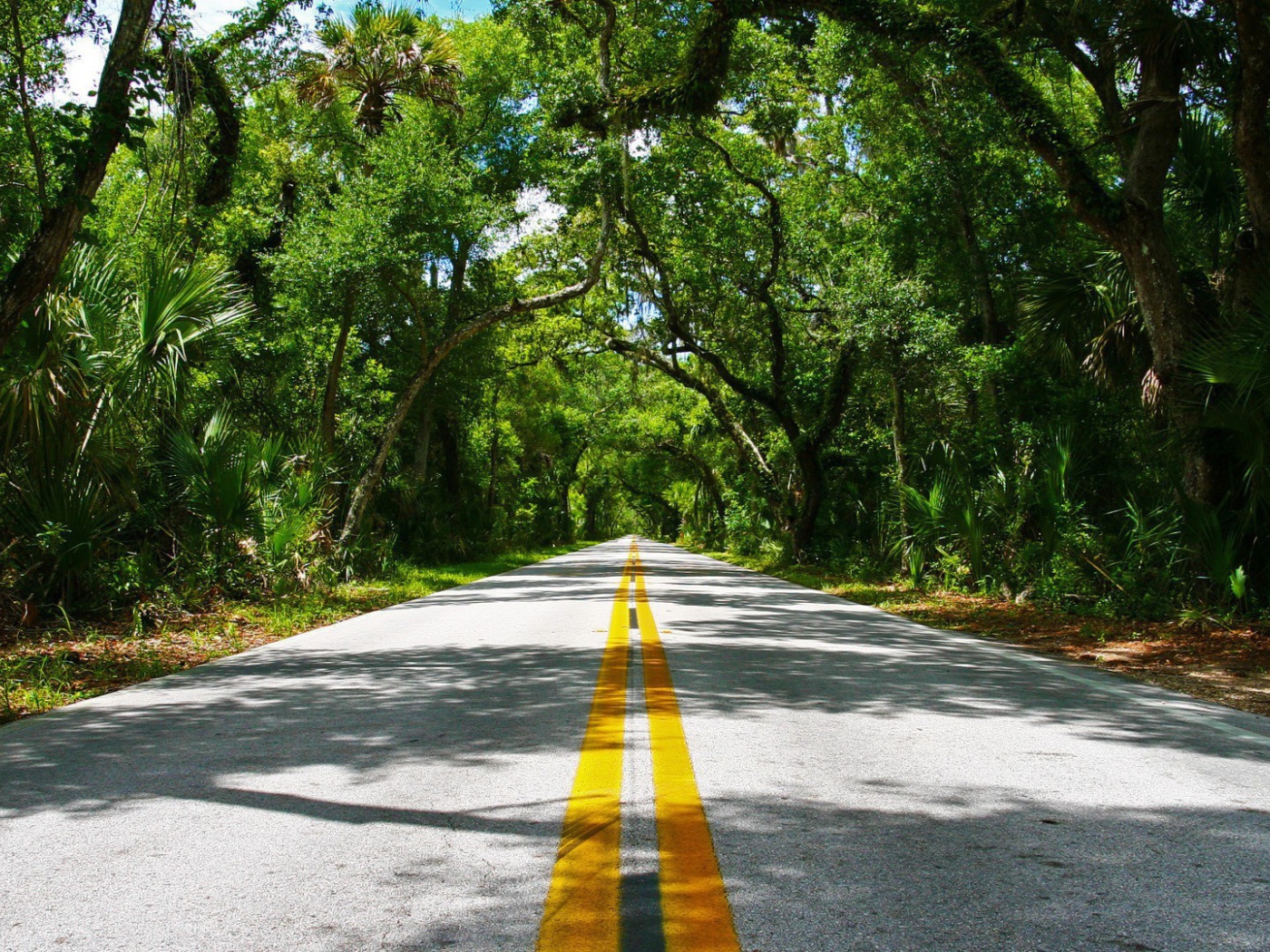 Красивая дорога в тропиках