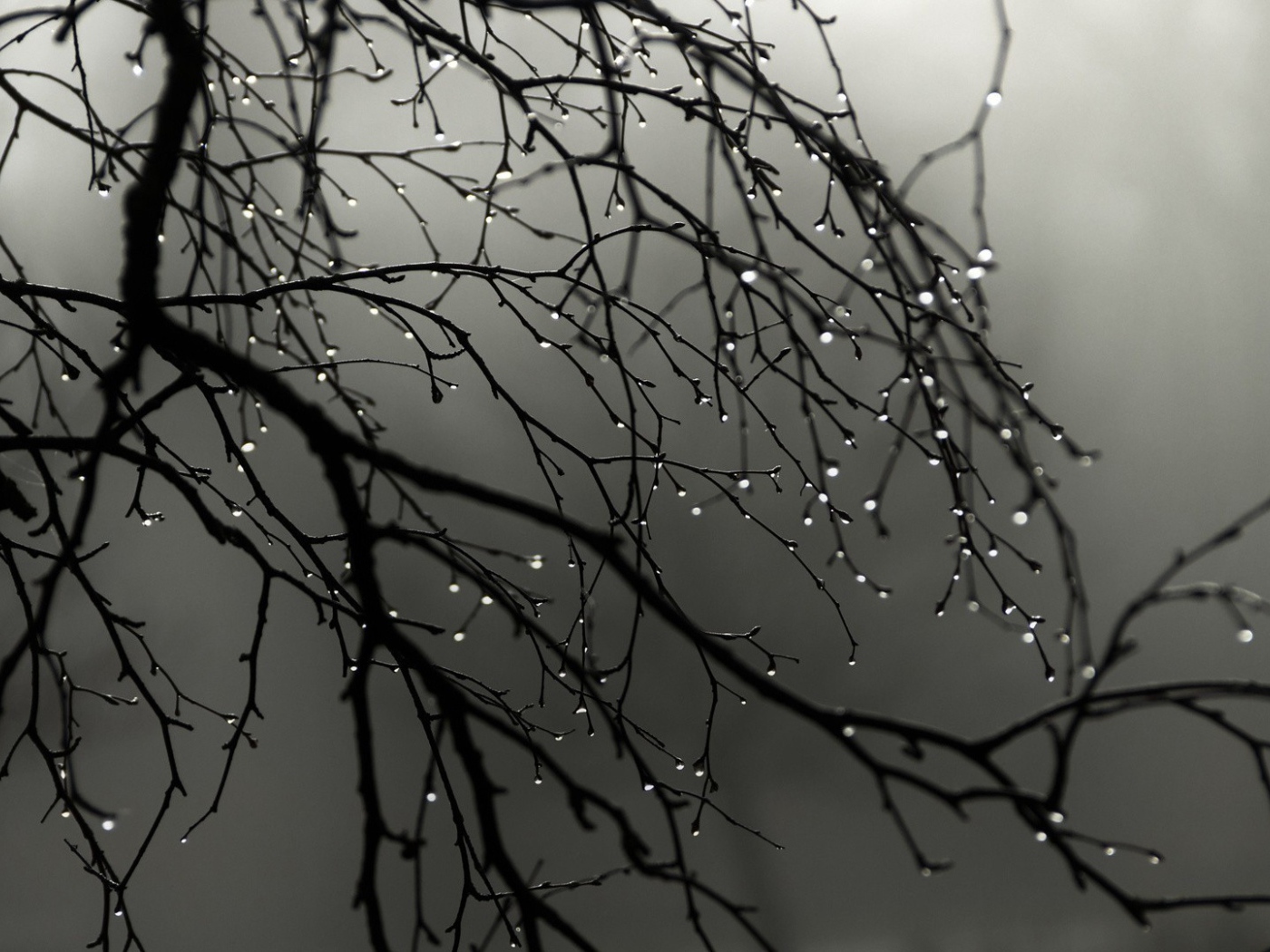 Капли воды на голых ветках дерева