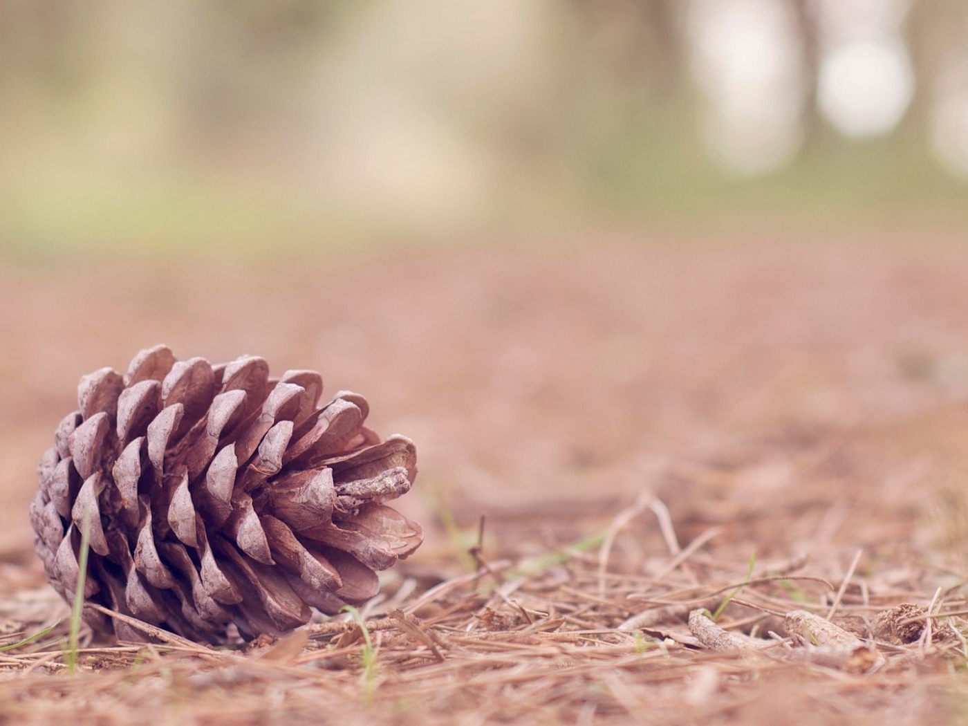 Еловая шишка на земле в лесу