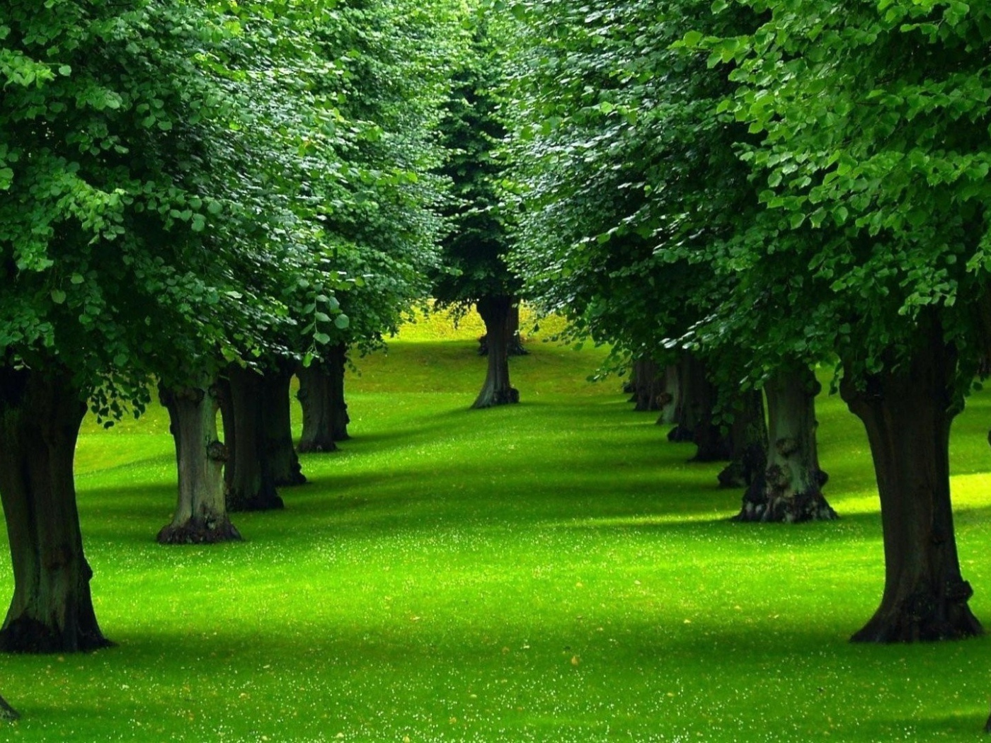 Нежно зеленый газон под деревьями в парке