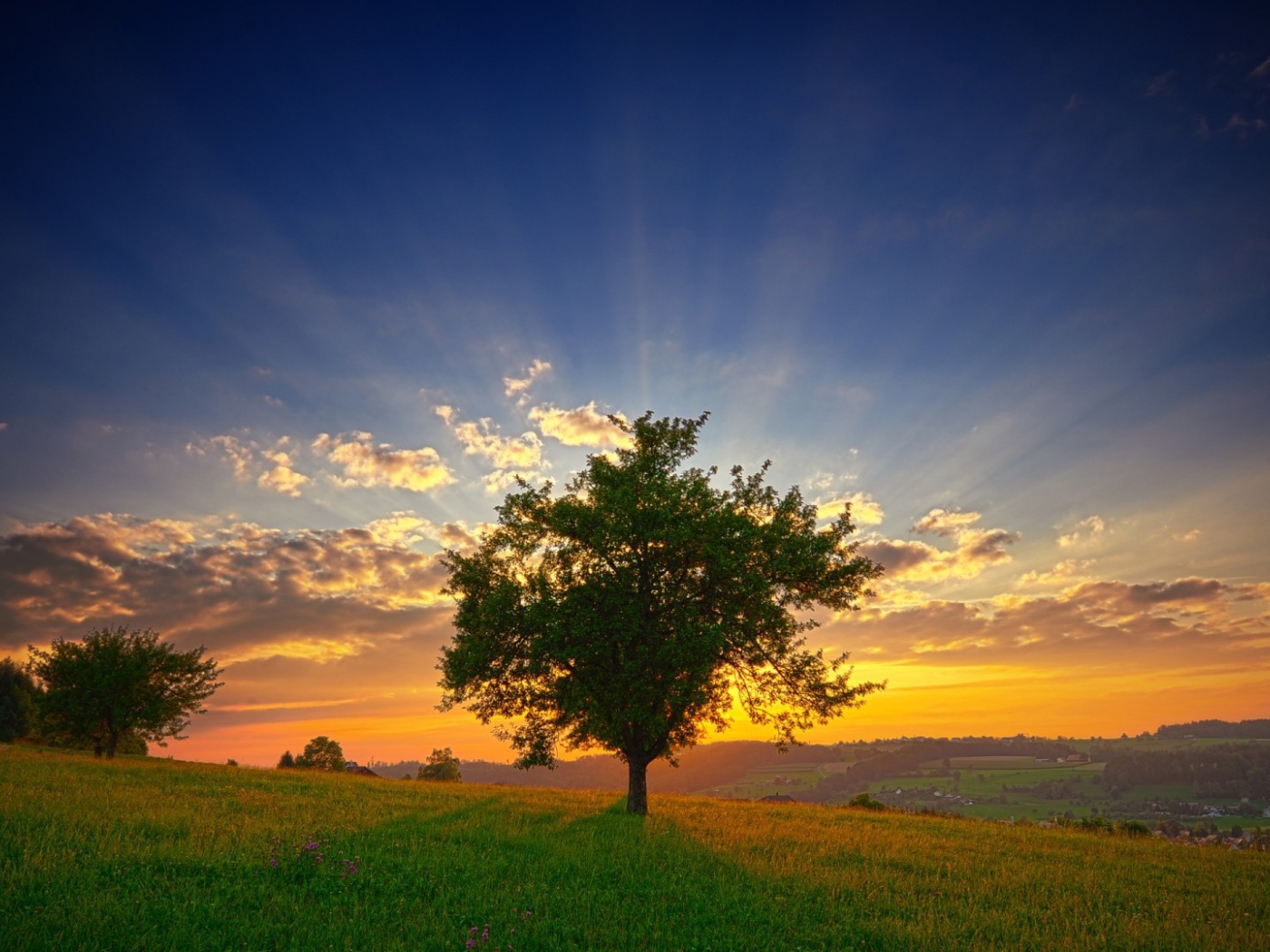 Зеленое дерево на фоне заката