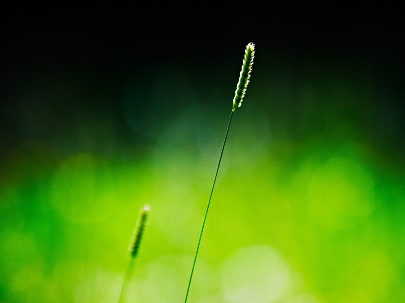 Одинокий зеленый колосок