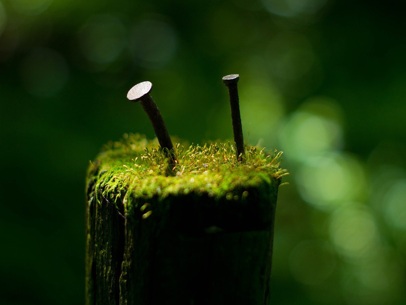 Гвозди среди мха на пеньке