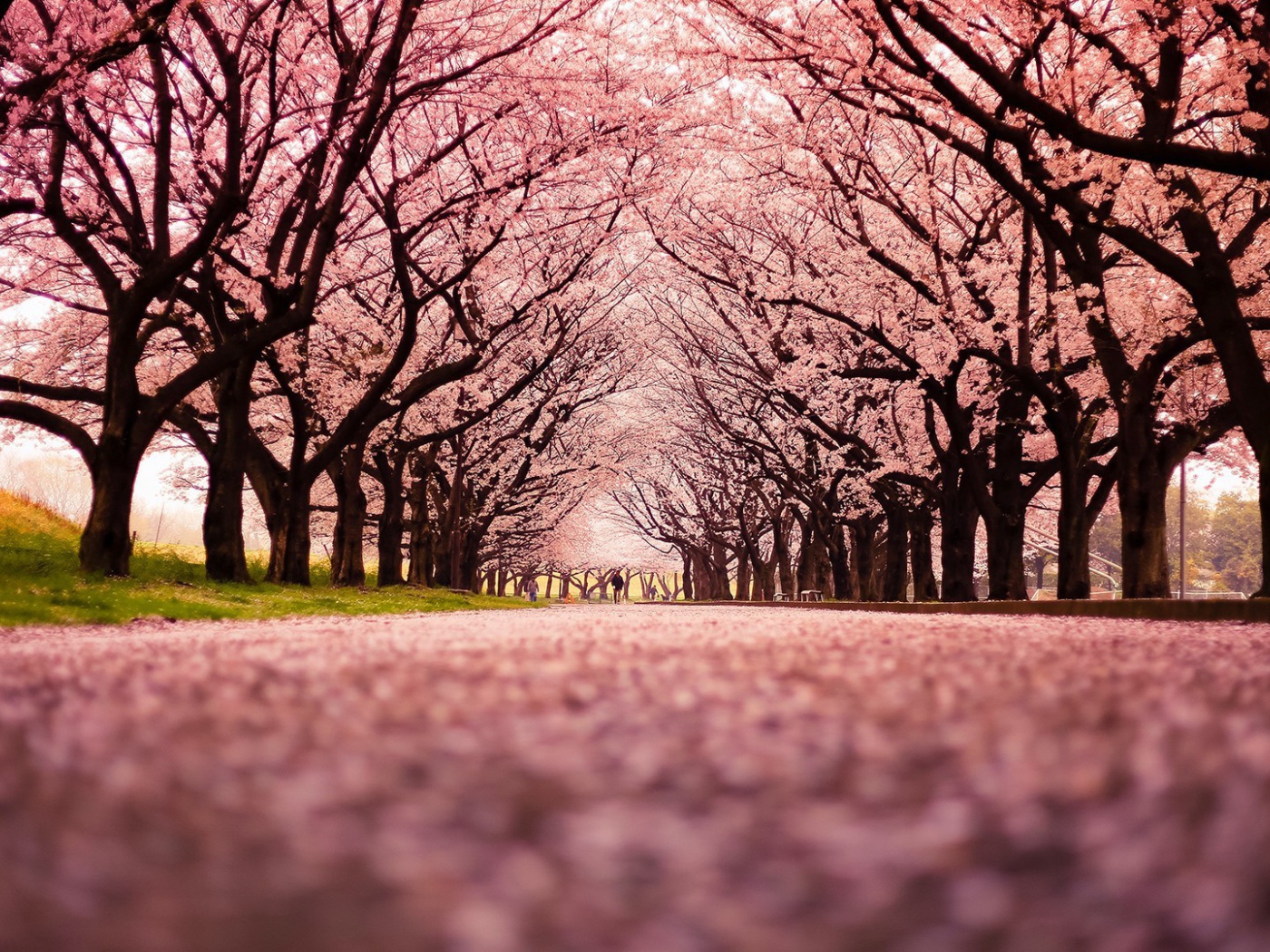 Розовая аллея цветущей сакуры