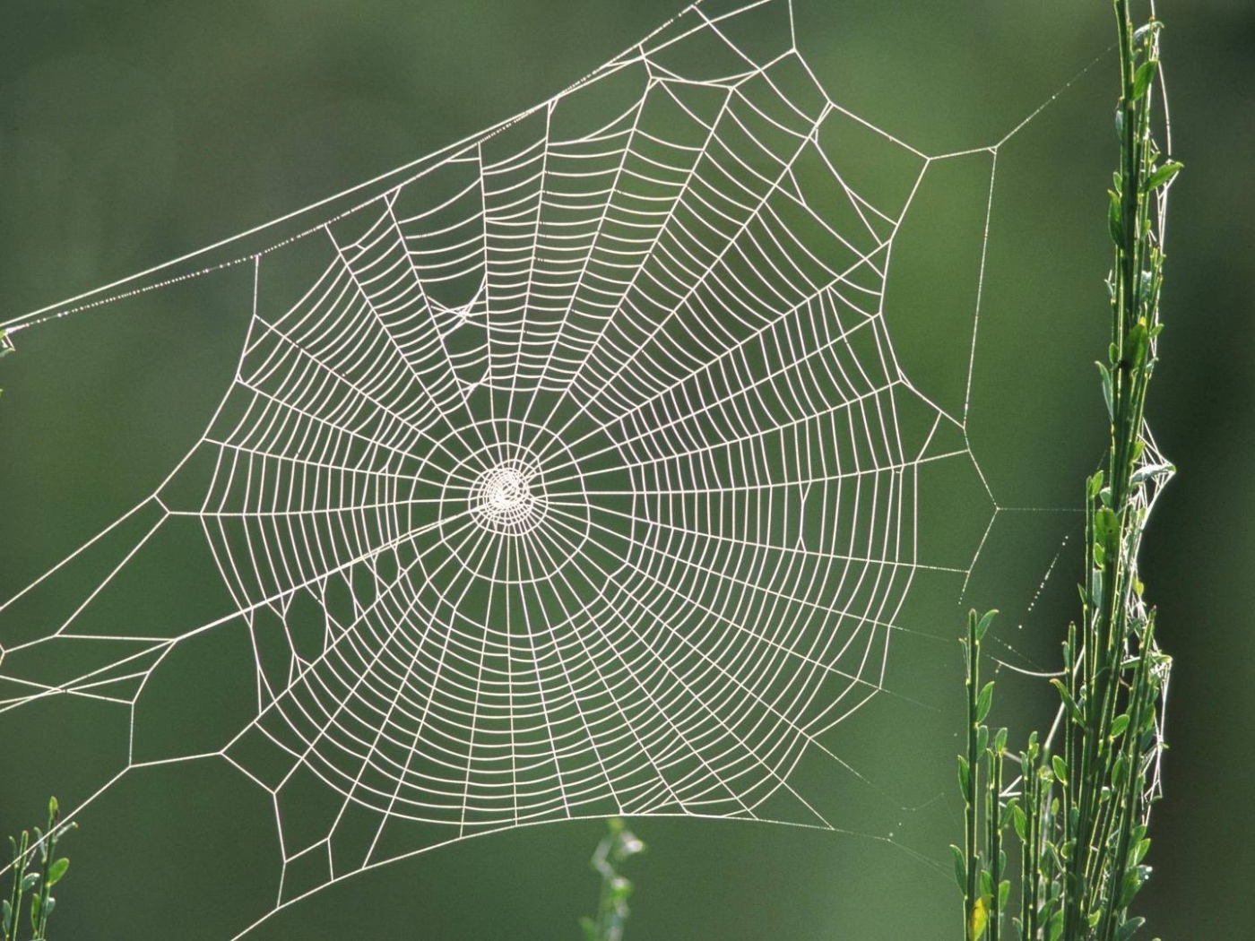 Паутина между двух зеленых стеблей