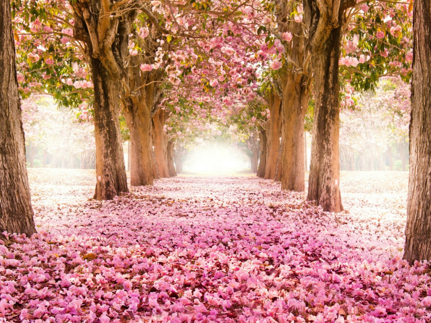 Земля усыпана лепестками цвета вишни