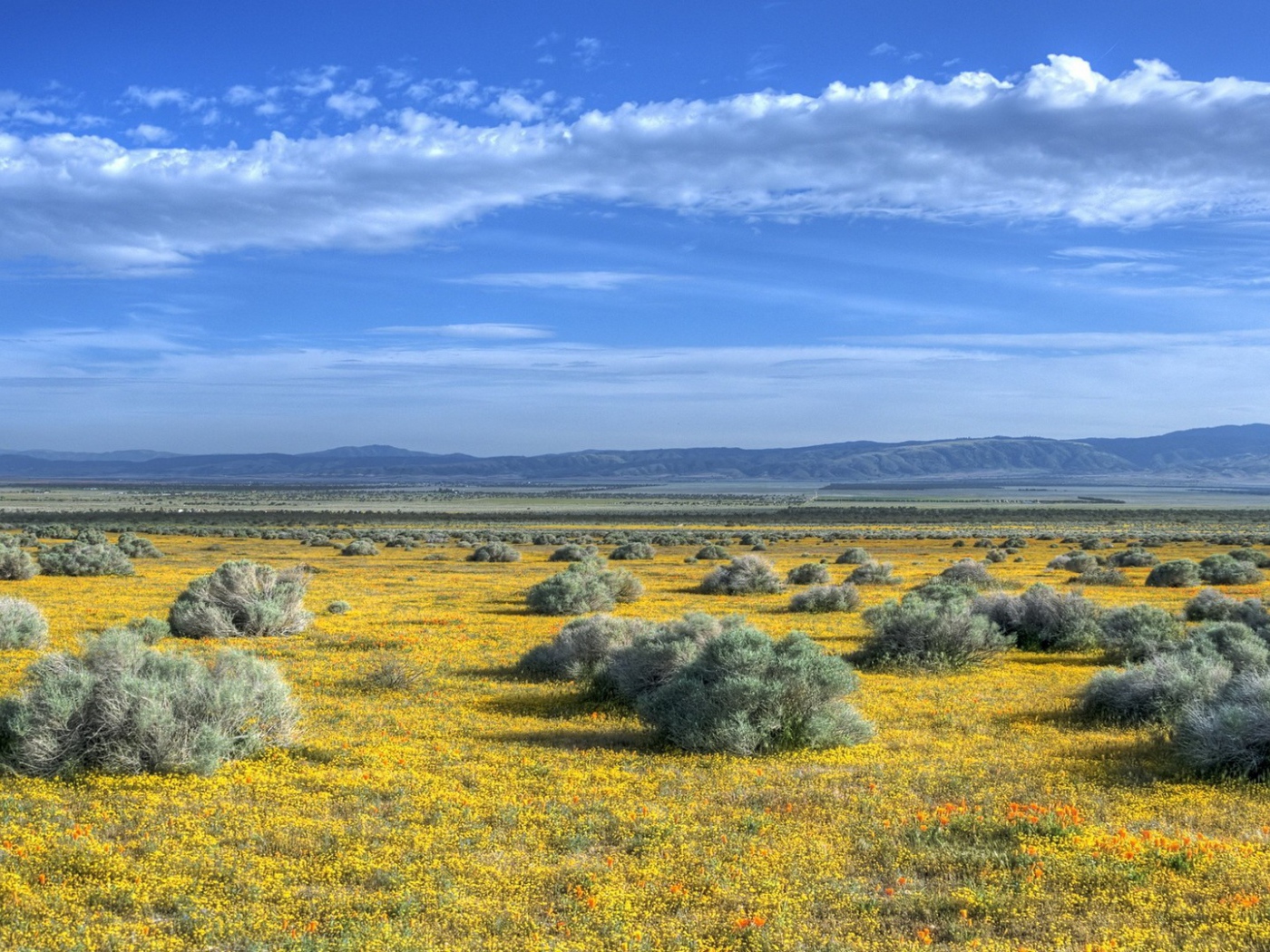 Растительность на равнине в предгорье