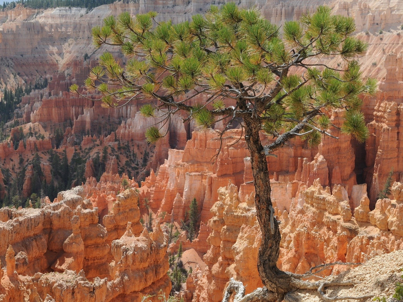 Дерево на фоне каньона Брюса