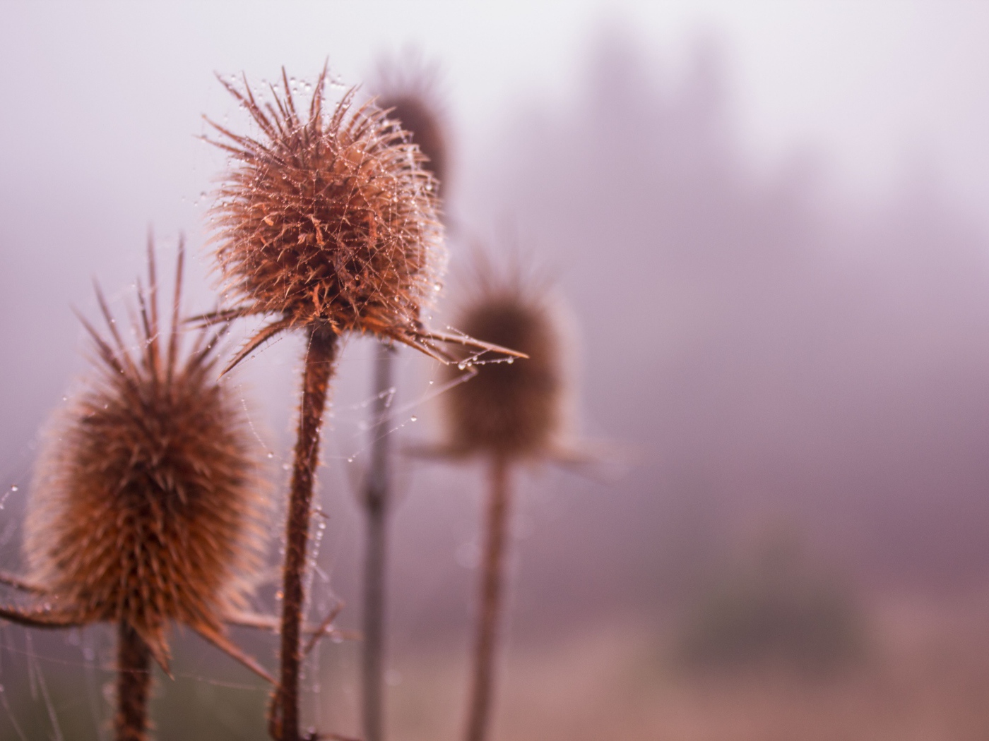 Паутина на сухих бутонах сорняков