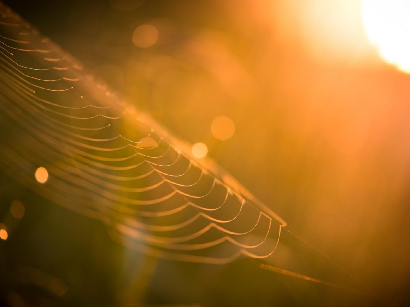Паутина в лучах закатного солнца